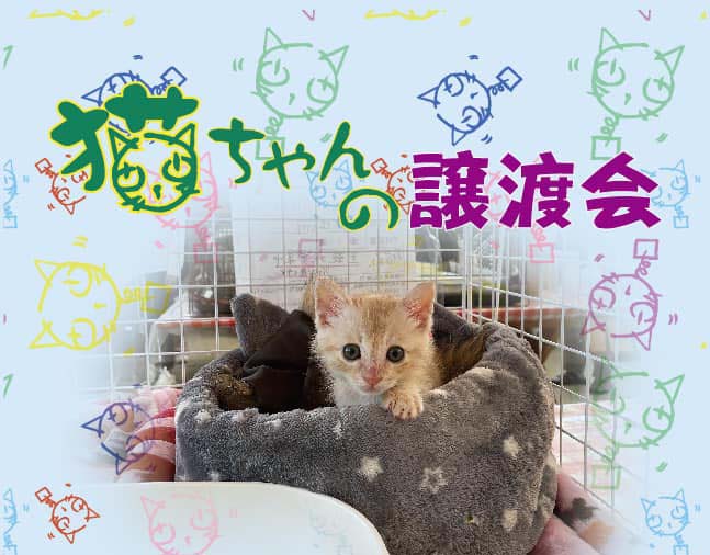 猫ちゃんの譲渡会